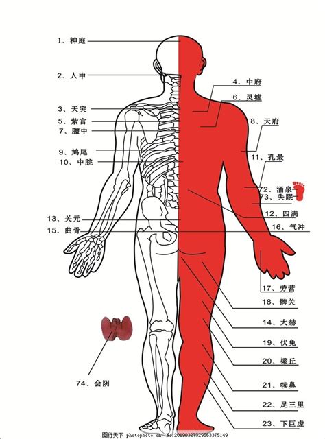 身體部位|人体部位图片与名称